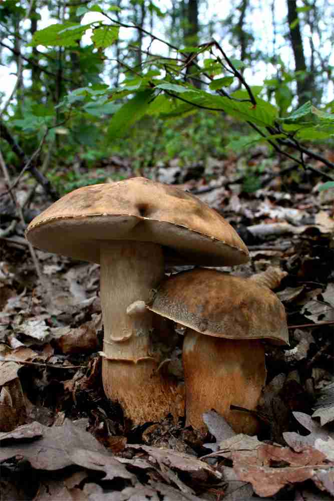  Image name: 95 Porcino.jpg 
 width: 667 pixel 
 height: 1000 pixel 
 Size: 46839 bytes 
 Click to enlarge 